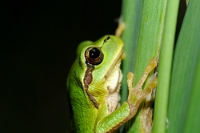 59650 Hyla intermedia (Raganella italiana)
